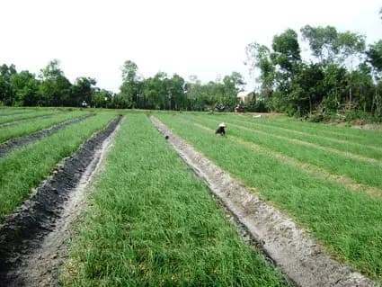 Những luống ném xanh trên vùng đất cát Điền Môn