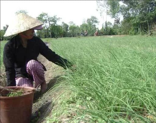 Người nông dân bên luống lá ném xanh