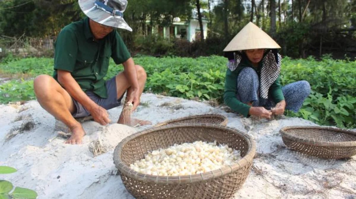 Người nông dân làm sạch củ ném bên những chiếc rổ trên đất cát